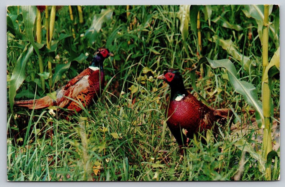 Vintage Postcard Ring-necked Pheasants Dexter Press Ektachrome Valence No 60